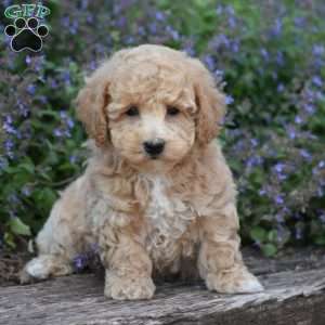 Benson, Bich-Poo Puppy